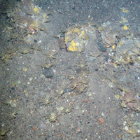 1. Close-up of the seabed at North-east Faroe-Shetland Channel MPA showing crinoids (feather stars) and encrusting sponges on subtidal sand and gravel. Image provided by JNCC.