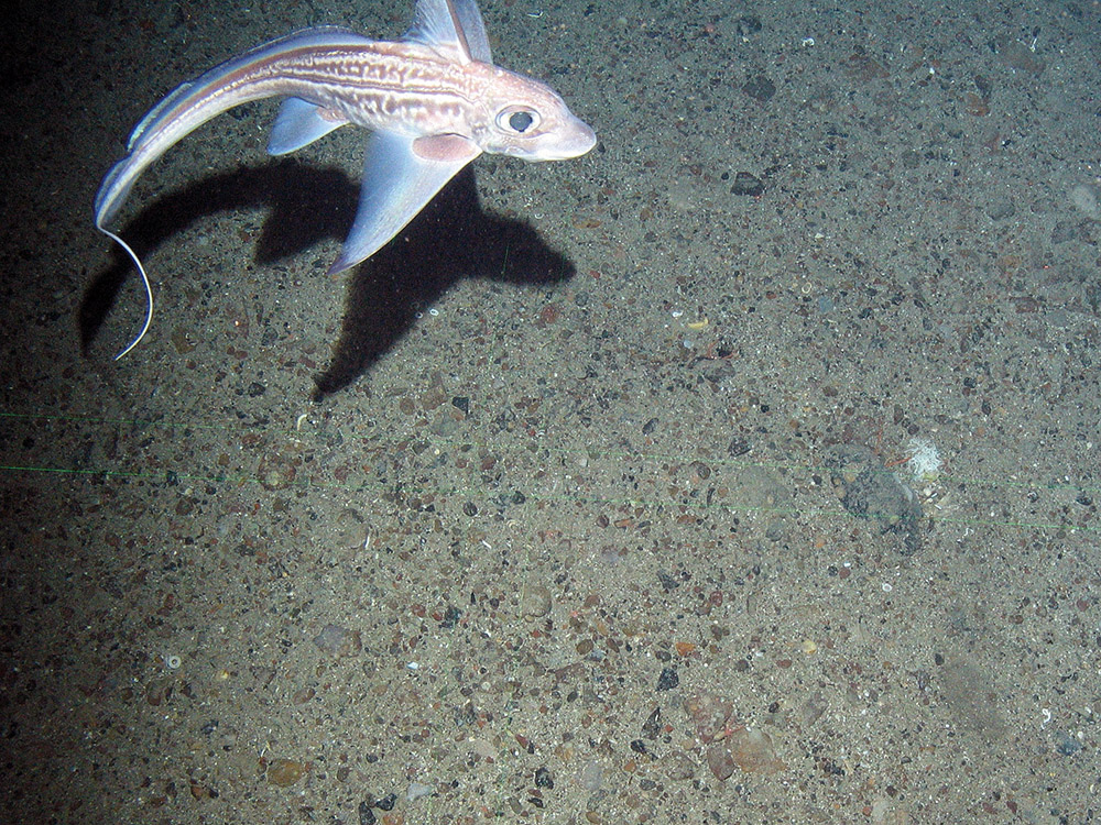2. Close-up of the seabed at North-east Faroe-Shetland Channel MPA showing chimaera (ghost shark) on subtidal sand and gravel. Image provided by JNCC.