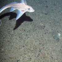 2. Close-up of the seabed at North-east Faroe-Shetland Channel MPA showing chimaera (ghost shark) on subtidal sand and gravel. Image provided by JNCC.