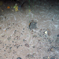 3. Close-up of the seabed at North-east Faroe-Shetland Channel MPA showing colourful encrusting sponges on Subtidal sand and gravel. Image provided by JNCC.