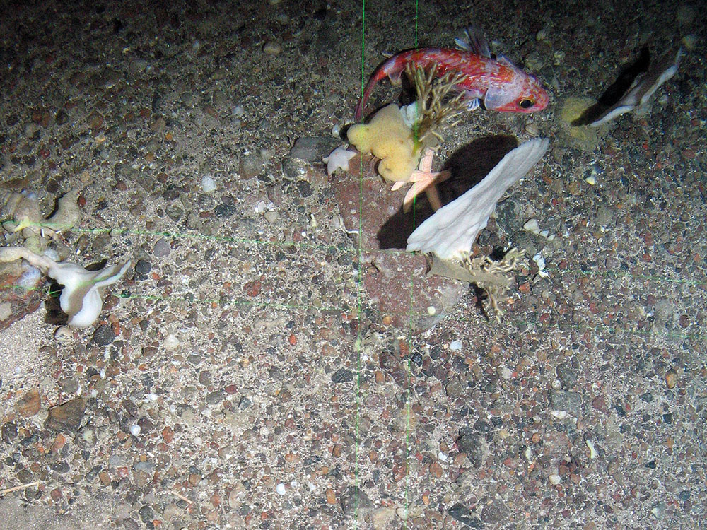4. Close-up of the seabed at North-East Faroe-Shetland Channel MPA showing white fan-like sponges (Phakellia sp.) and a common sea star (Asteria rubens). Image provided by JNCC.