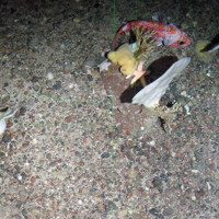 4. Close-up of the seabed at North-East Faroe-Shetland Channel MPA showing white fan-like sponges (Phakellia sp.) and a common sea star (Asteria rubens). Image provided by JNCC.
