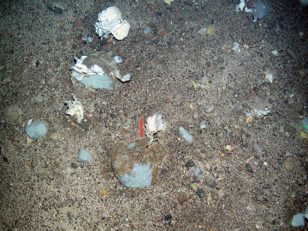 6. Close-up of the seabed at North-east Faroe-Shetland Channel MPA showing white fan-like sponges (Phakellia sp.), encrusting sponges and pencil urchins. Image provided by JNCC.