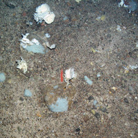 6. Close-up of the seabed at North-east Faroe-Shetland Channel MPA showing white fan-like sponges (Phakellia sp.), encrusting sponges and pencil urchins. Image provided by JNCC.