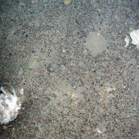 7. Close-up of the seabed at North-east Faroe-Shetland Channel MPA showing pencil urchins, a fan-like sponge (Phakellia sp.) and an unidentified sponge with brittle stars and crustaceans on it. © JNCC.