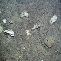 8. Close-up of the seabed at North-east Faroe-Shetland Channel MPA showing white fan-like sponges (Phakellia sp.), other sponges and pencil urchins on Subtidal sands and gravels.. Image provided by JNCC.