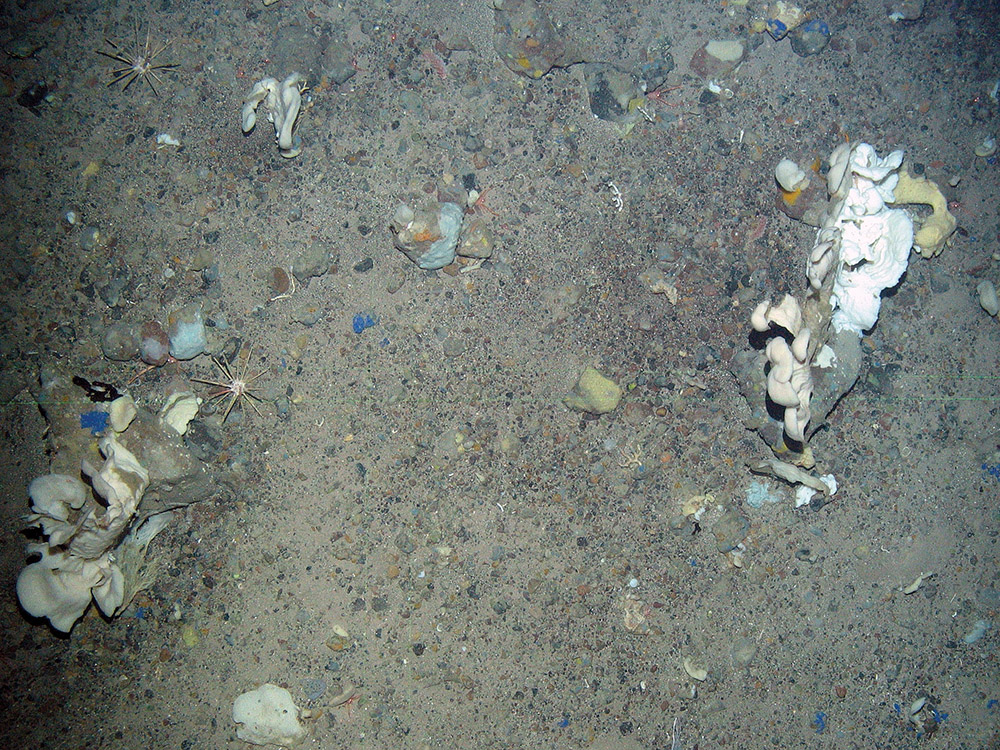 9. Close-up of the seabed at North-east Faroe-Shetland Channel MPA showing sponges and a pencil urchins on Subtidal sands and gravels. Image provided by JNCC.