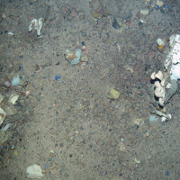 9. Close-up of the seabed at North-east Faroe-Shetland Channel MPA showing sponges and a pencil urchins on Subtidal sands and gravels. Image provided by JNCC.