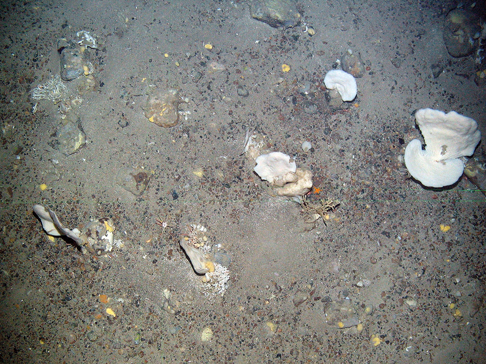 10. Close-up of the seabed at North-east Faroe-Shetland Channel MPA showing white fan-like sponges (Phakellia sp.), encrusting sponges and a sea star. Image provided by JNCC.