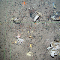 11. Close-up of the seabed at North-east Faroe-Shetland Channel MPA showing various sponge species (upright and encrusting), pencil urchin, sea star and sea cucumber. Green lines are laser points. Image provided by JNCC.