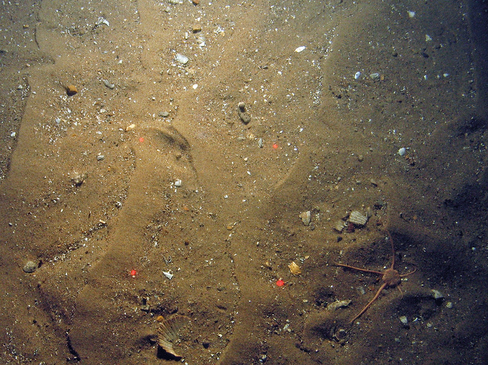 Brittlestar on rippled sand in North East of Farnes Deep MCZ
