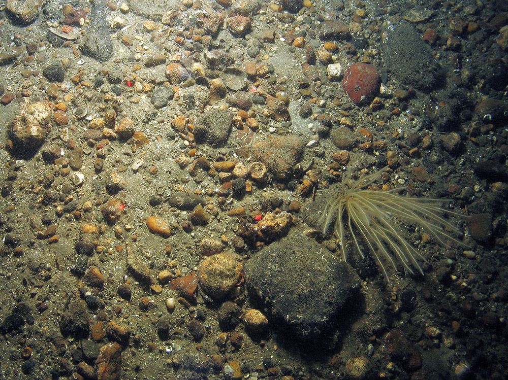 Subtidal coarse sediment in the North East of Farnes Deep MCZ ©JNCC and Cefas