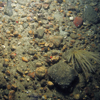 Subtidal coarse sediment in the North East of Farnes Deep MCZ ©JNCC and Cefas