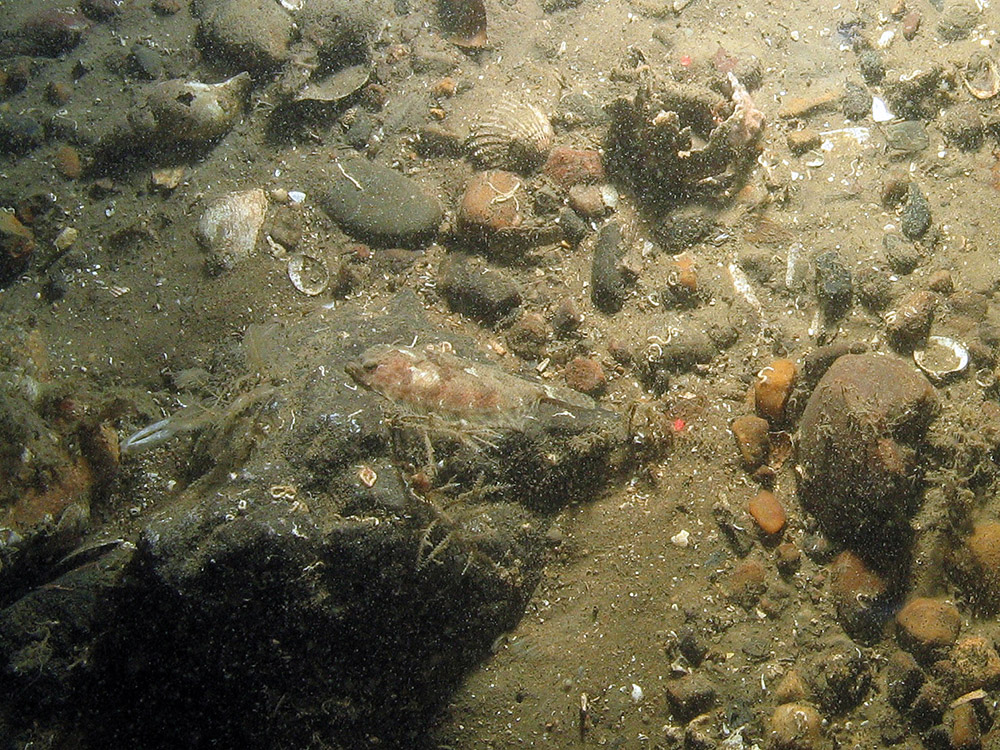 Flat fish on rock in the North East of Farnes Deep MCZ ©JNCC and Cefas