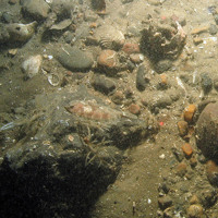 Flat fish on rock in the North East of Farnes Deep MCZ ©JNCC and Cefas