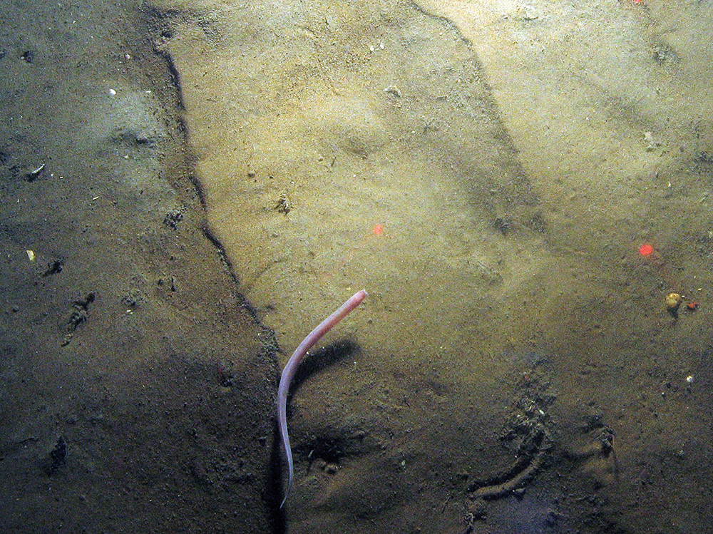 Hag fish in North East of Farnes Deep MCZ