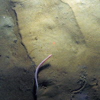 Hag fish in North East of Farnes Deep MCZ