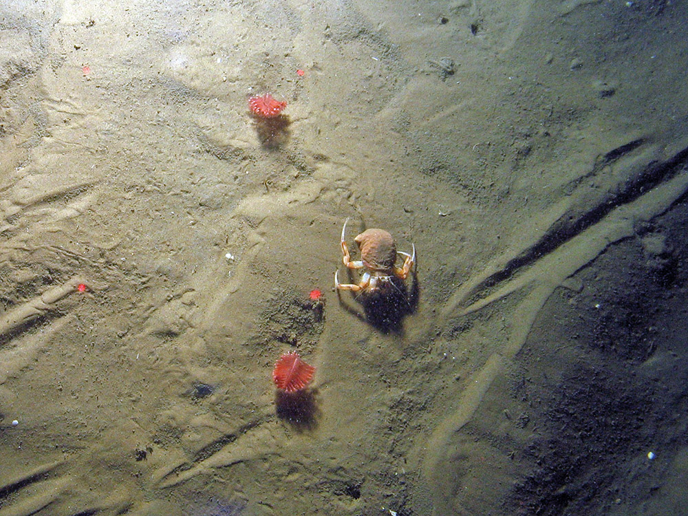 hermit crab, seapens on sandy sediment north-east farnes deep