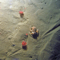 hermit crab, seapens on sandy sediment north-east farnes deep