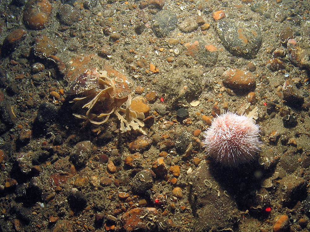 Hornwrack and sea urchins in North East of Farnes Deep MCZ