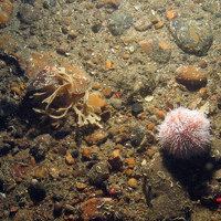 Hornwrack and sea urchins in North East of Farnes Deep MCZ