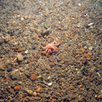 Small northern stone crab (Lithodes maja) on gravel ©JNCC and Cefas
