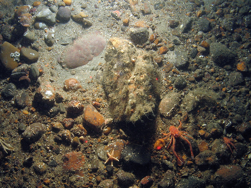 A buried edible crab and long clawed squat lobsters  in North East of Farnes Deep MCZ ©JNCC and Cefas
