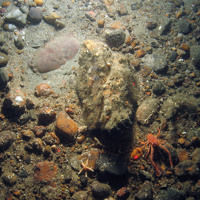 A buried edible crab and long clawed squat lobsters  in North East of Farnes Deep MCZ ©JNCC and Cefas