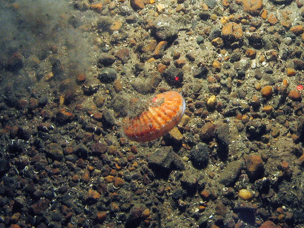 Scallop propels itself over the seabed in North East of Farnes Deep MCZ