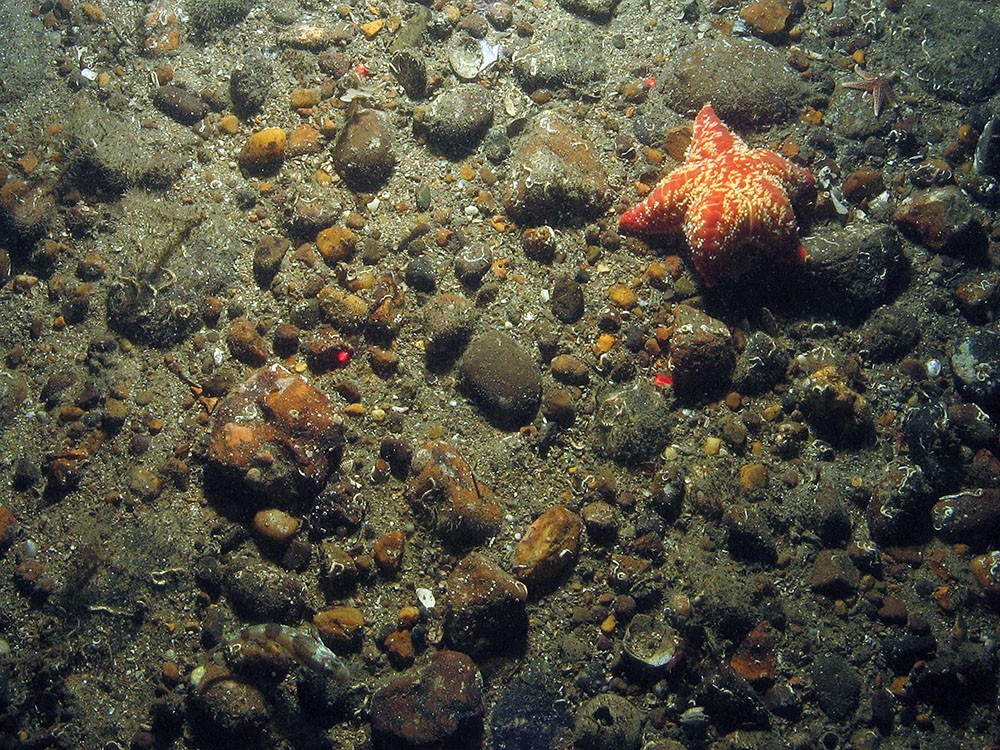 Seastar on coarse sediment in North East of Farnes Deep MCZ