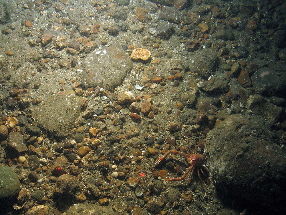 Squat lobster on coarse sediment in North East of Farnes Deep MCZ