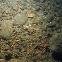 Squat lobster on coarse sediment in North East of Farnes Deep MCZ