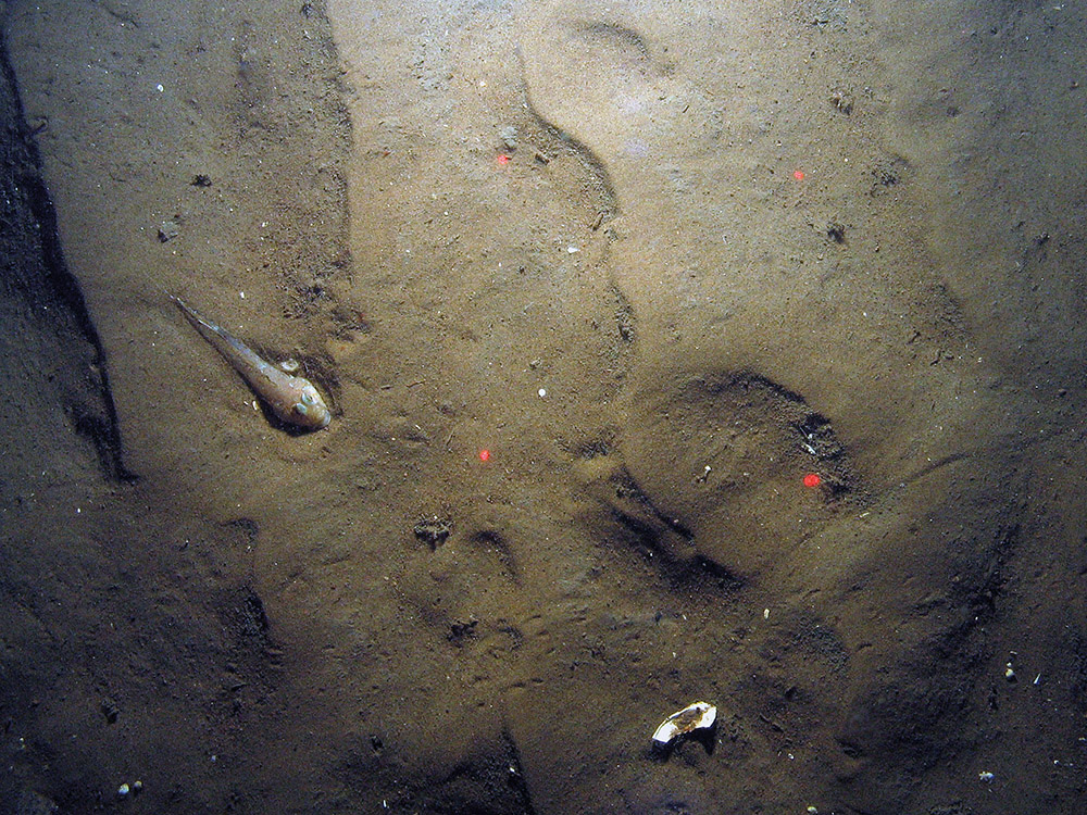 Sandwaves in North East of Farnes Deep MCZ ©JNCC and Cefas