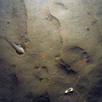 Sandwaves in North East of Farnes Deep MCZ ©JNCC and Cefas