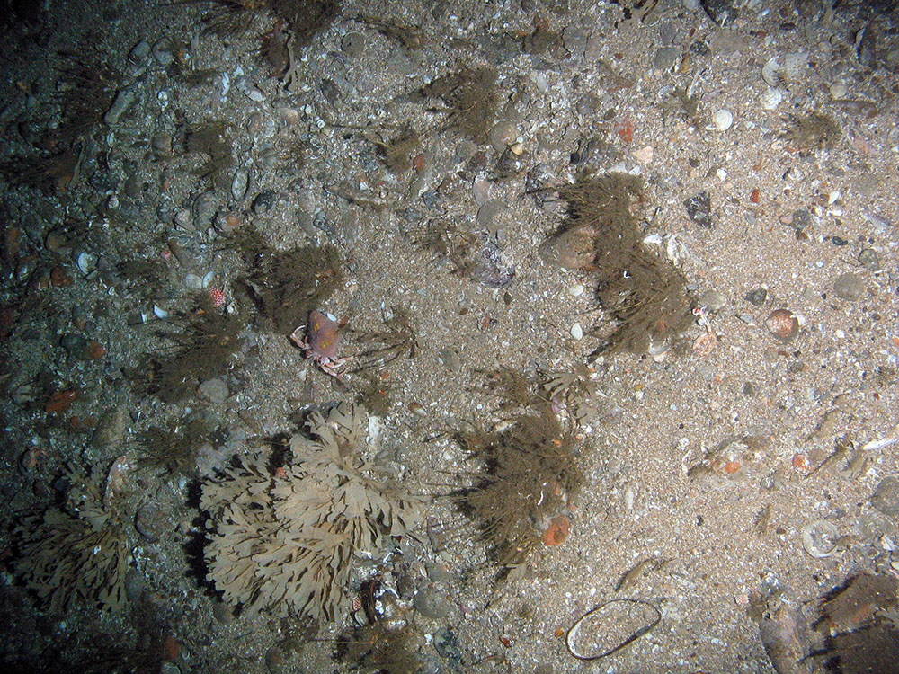 Mixed substrata with hydroids (including the oaten pipes hydroid, Tubularia indivisa), horn wrack (Flustra foliacea) and a hermit crab (Paguridae)