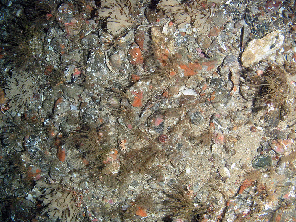 Mixed substrata with hydroids (including the oaten pipes hydroid, Tubularia indivisa), horn wrack (Flustra foliacea), encrusting bryozoa, keel worms (Spirobranchus sp.), a Devonshire cup coral (Caryophyllia smithii), a branched calcareous bryozoan (Cheilostomatida) and a variegated scallop (Mimachlamys varia)