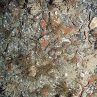 Mixed substrata with hydroids (including the oaten pipes hydroid, Tubularia indivisa), horn wrack (Flustra foliacea), encrusting bryozoa, keel worms (Spirobranchus sp.), a Devonshire cup coral (Caryophyllia smithii), a branched calcareous bryozoan (Cheilostomatida) and a variegated scallop (Mimachlamys varia)