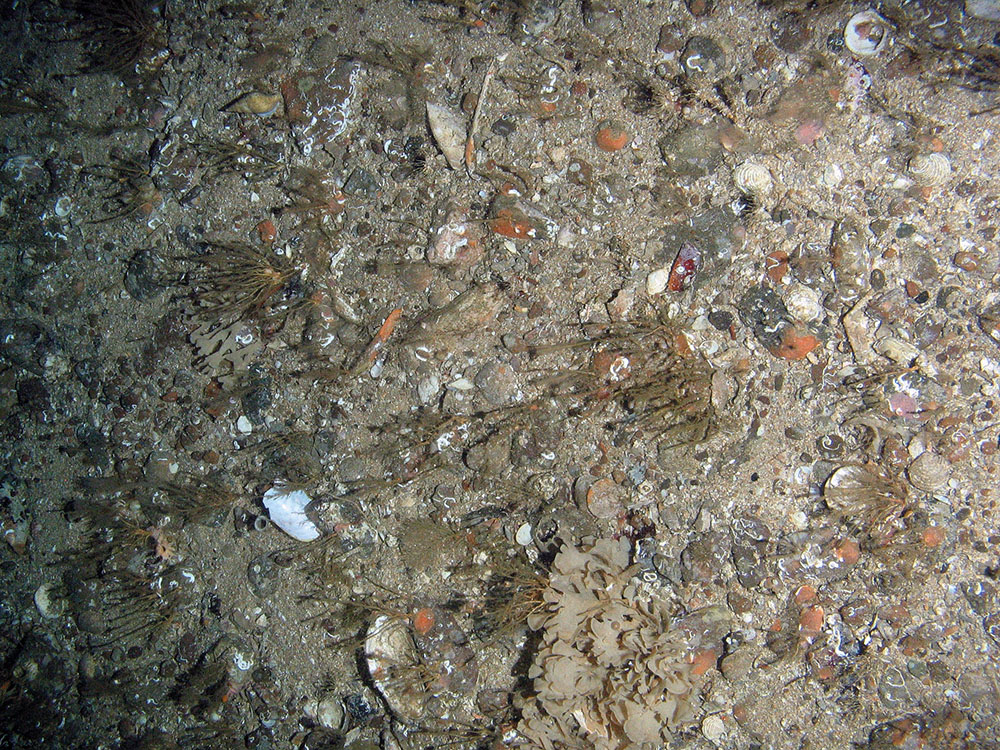 Mixed substrata with hydroids (including the oaten pipes hydroid, Tubularia indivisa), horn wrack (Flustra foliacea) and encrusting bryozoa. Also present is a parchment worm tube (Chaetopterus variopedatus)