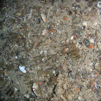 Mixed substrata with hydroids (including the oaten pipes hydroid, Tubularia indivisa), horn wrack (Flustra foliacea) and encrusting bryozoa. Also present is a parchment worm tube (Chaetopterus variopedatus)