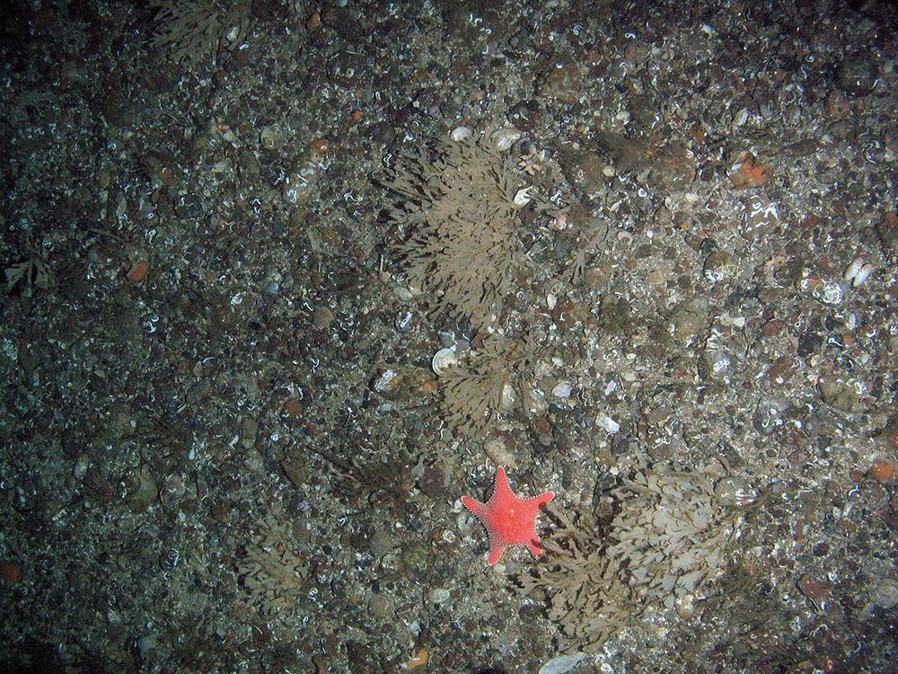 Mixed substrata with horn wrack (Flustra foliacea) and the rigid armed starfish, Hippasteria pharyngia