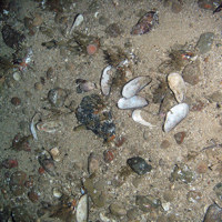 Mixed substrata with horse mussel shells (Modiolus modiolus), hydroids, horn wrack (Flustra foliacea) and a sea urchin
