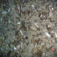 Horse mussel shells and sand and gravel with scattered hydroids, horn wrack and the cushion star (Porania pulvillus)