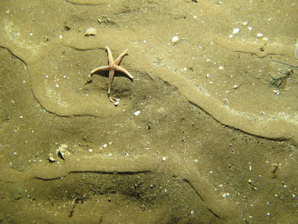 Rippled sand © JNCC