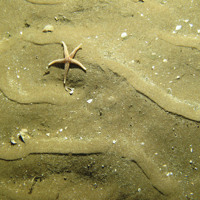 Rippled sand © JNCC