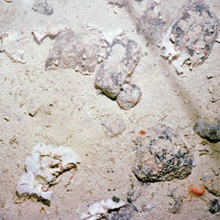 Cobbles on sediment with lace bryozoa (Reteporella sp.) and other species © Marine Scotland Science/University of Plymouth, 2008