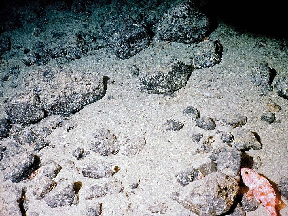 Blue-mouth (Helicolenus dactylopterus) on sediment and boulders © Marine Scotland Science/JNCC/University of Plymouth, 2005