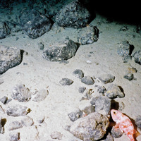 Blue-mouth (Helicolenus dactylopterus) on sediment and boulders © Marine Scotland Science/JNCC/University of Plymouth, 2005