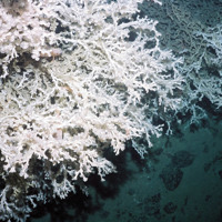 The cold water coral Lophelia pertusa © Marine Scotland Science/University of Plymouth, 2008