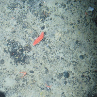 The sea cucumber Parastichopus tremulus on a mixed substrata seabed with encrusting sponges © Marine Scotland Science/JNCC/University of Plymouth, 2007