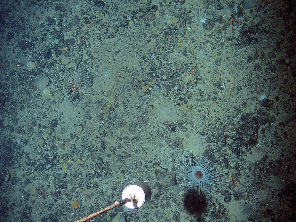 The fireworks anemone (Pachycerianthus multiplicatus) on a mixed substrata seabed © Marine Scotland Science/JNCC/University of Plymouth, 2007